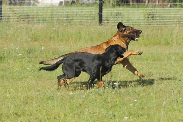 Dogs — Stock Photo, Image