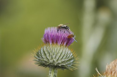 Gümüş thistle çiçek