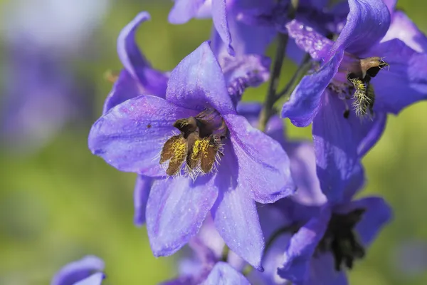 Jacob 'ın merdiveni
