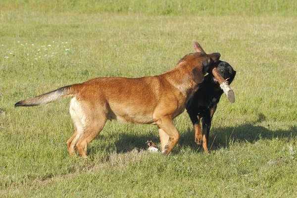 Hunde lizenzfreie Stockfotos