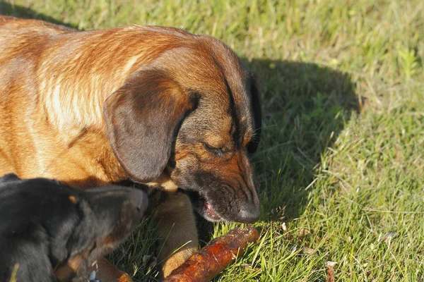 Playing dogs — Stock Photo, Image