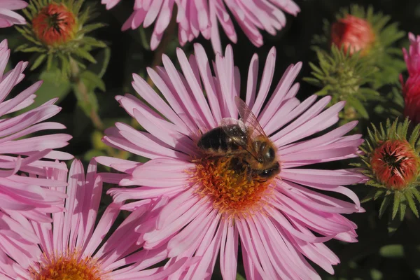 Blooming Asters com abelha — Fotografia de Stock