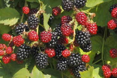 Blackberry (Rubus sectio Rubus) clipart