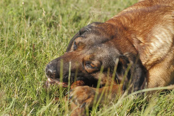 Playing dog — Stock Photo, Image