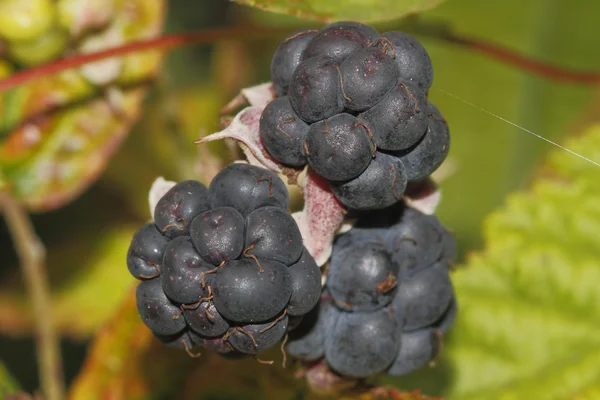 Björnbär (Rubus sectio Rubus)) — Stockfoto