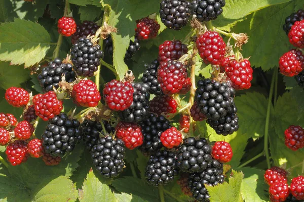 Blackberry (Rubus seo Rubus)) — стоковое фото