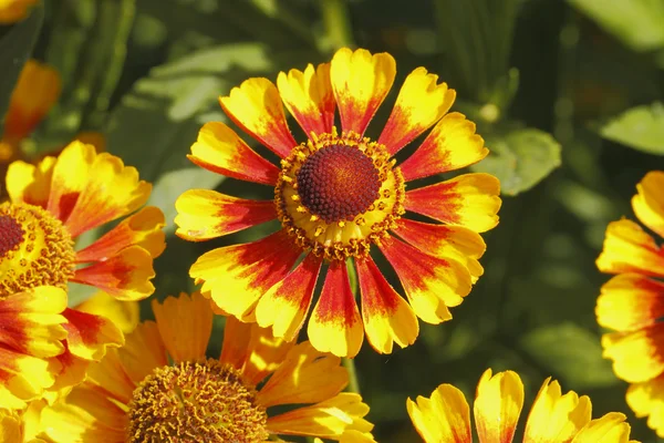 Deka květin (gaillardia aristata) — Stock fotografie