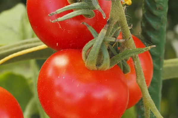 Tomatoes — Stock Photo, Image