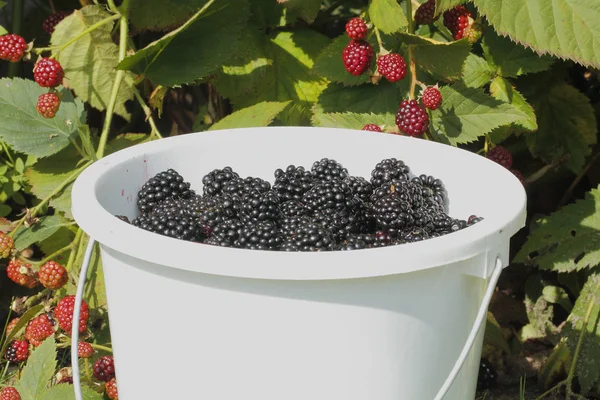 Blackberry (Rubus sectio Rubus) — Stock Photo, Image