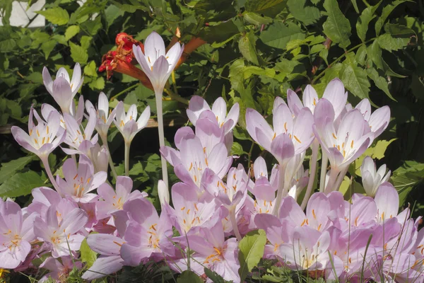 Autumn crocus (Colchicum autumnale) Royalty Free Stock Photos