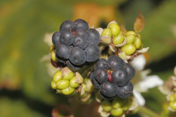 Amora preta (Rubus sectio Rubus) — Fotografia de Stock