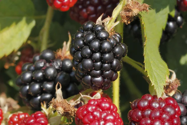 Fekete szeder (Rubus sectio Rubus)) — Stock Fotó