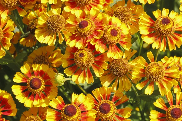 Deka květin (gaillardia aristata) — Stock fotografie