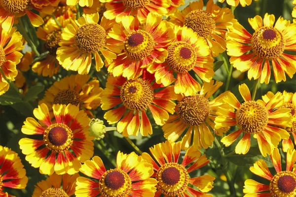 battaniye çiçek (gaillardia aristata)