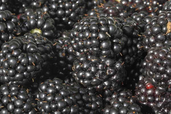 Fekete szeder (Rubus sectio Rubus)) — Stock Fotó