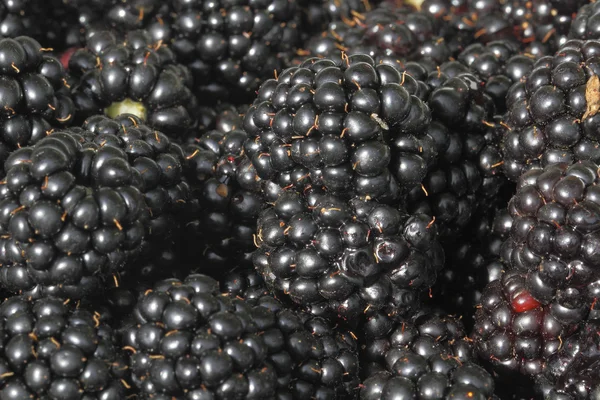 Blackberry (Rubus sectio Rubus) — Stock Photo, Image