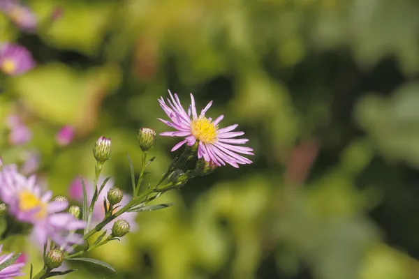 Blommande astrar — Stockfoto