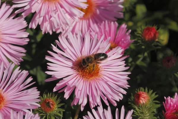 Blooming Asters com abelha — Fotografia de Stock