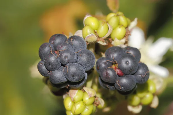 Blackberry (rubus sectio rubus)