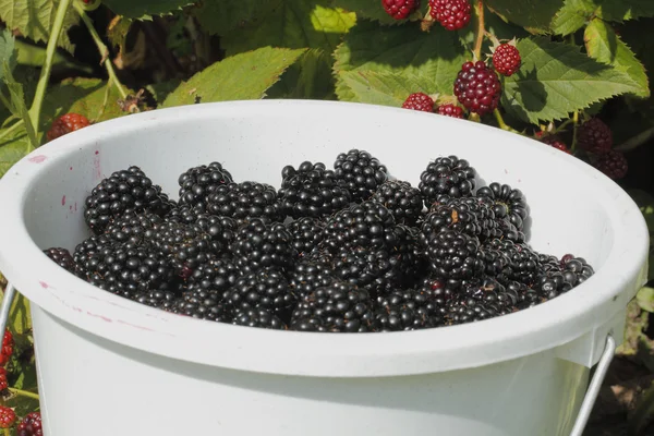 Björnbär (Rubus sectio Rubus)) — Stockfoto