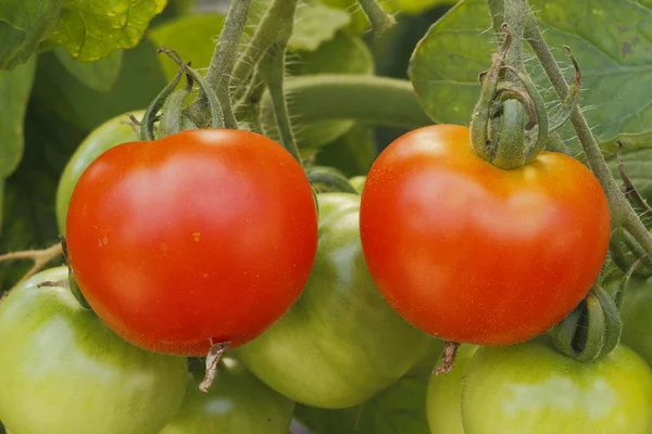 Tomatoes — Stock Photo, Image