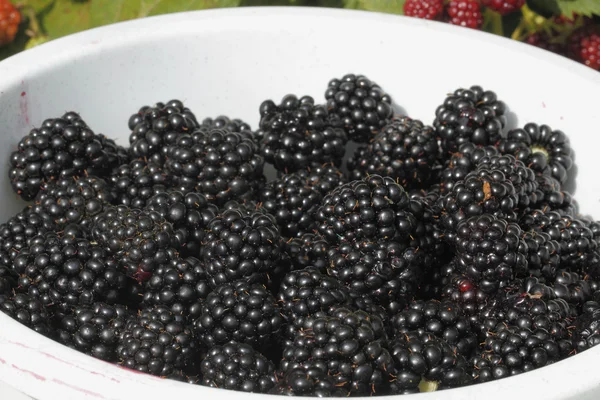 Blackberry (rubus sectio rubus)