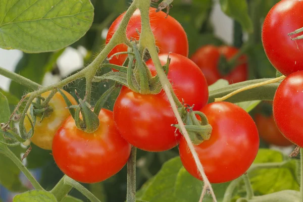 Tomaten Rechtenvrije Stockafbeeldingen