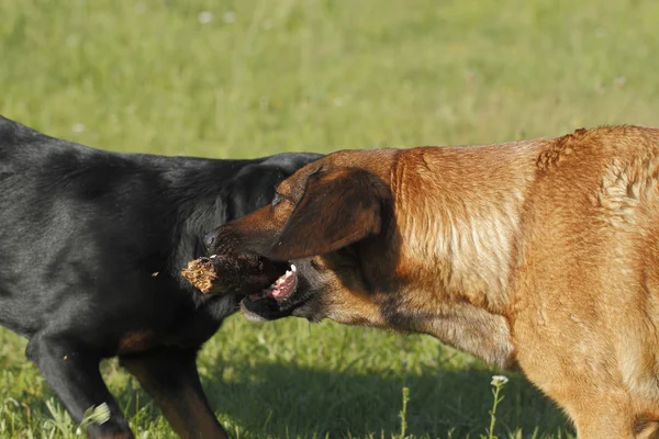 Playing dogs — Stock Photo, Image