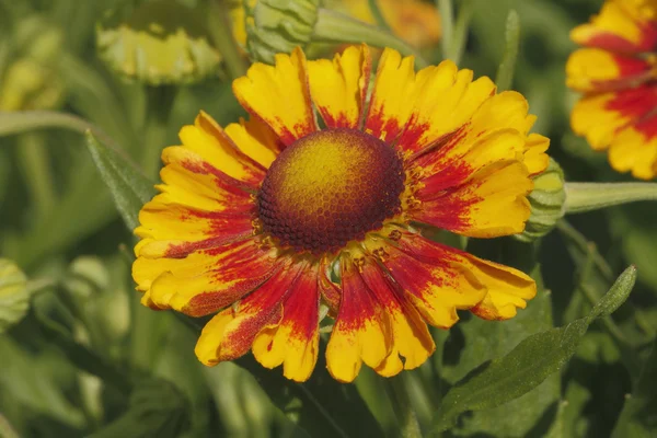 battaniye çiçek (gaillardia aristata)