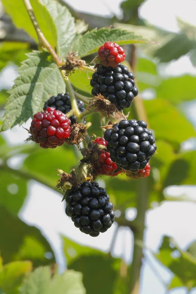 Amora preta (Rubus sectio Rubus) — Fotografia de Stock