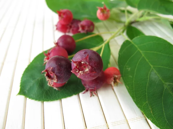 Juneberries — 图库照片