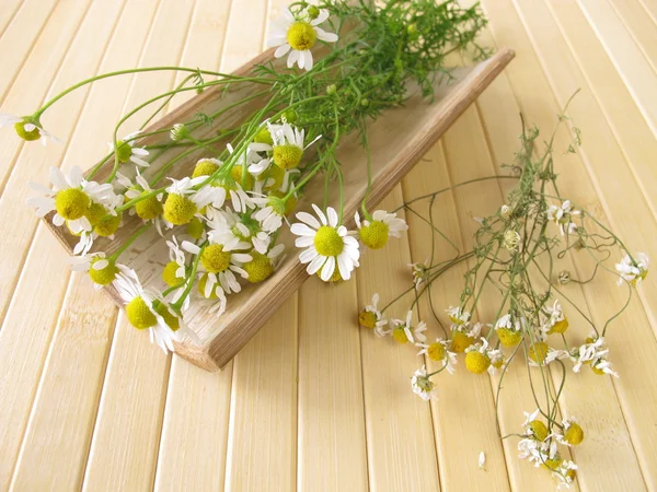 Chamomile flowers — Stock Photo, Image