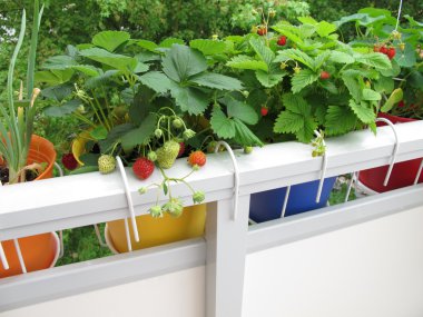 Strawberries in flowerpots on balcony clipart
