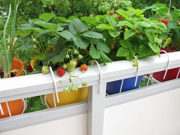 balkon saksıları çilek