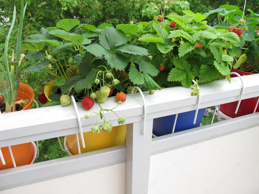 Strawberries in flowerpots on balcony