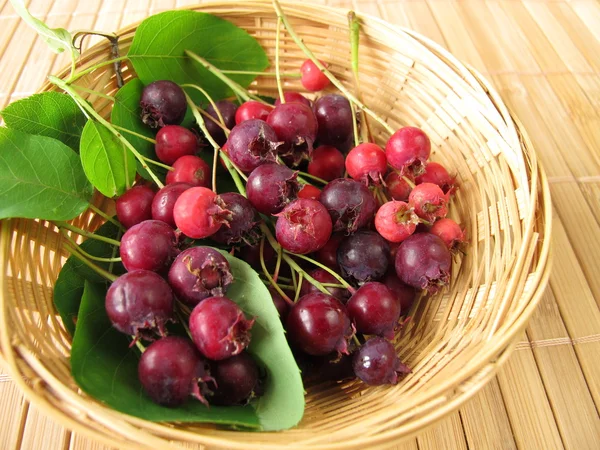 Juneberries i korg — Stockfoto