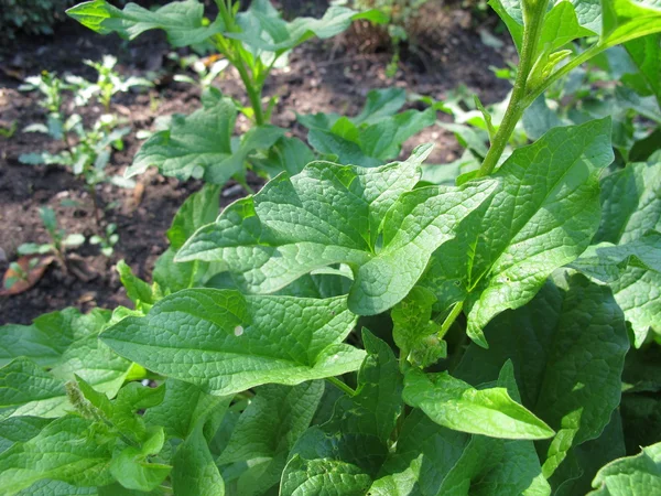 Buen rey Enrique, Chenopodium bonus-henricus — Foto de Stock