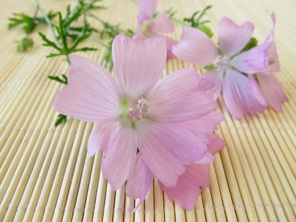 Bunch with common mallow flowers — Stock Photo, Image