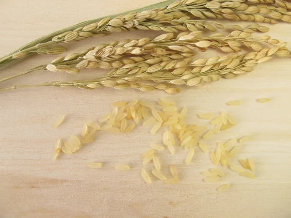 Rice panicles — Stock Photo, Image