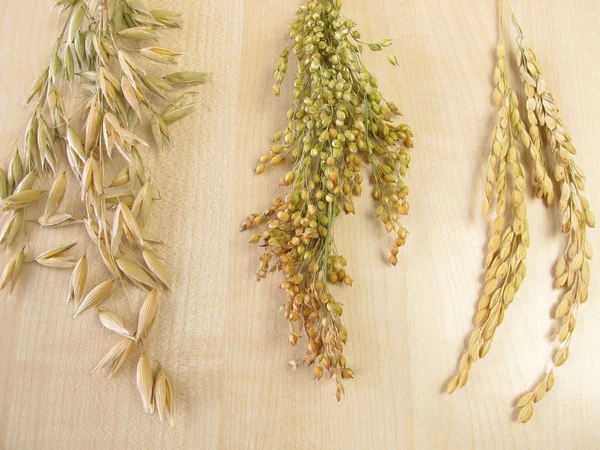 Avena panícula, arroz panícula y mijo panícula —  Fotos de Stock