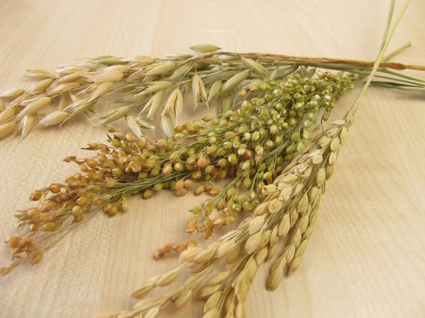 Aveia panícula, arroz panícula e painço de panícula — Fotografia de Stock