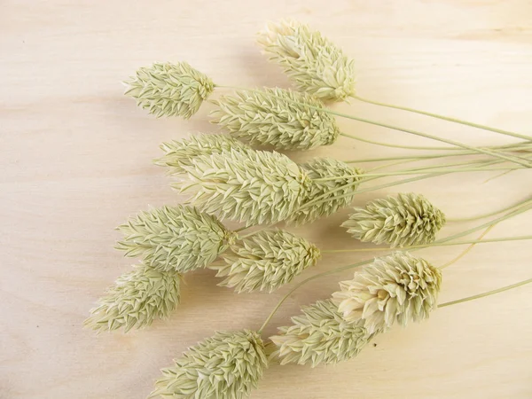 Canary grass — Stock Photo, Image