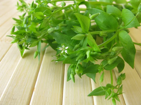 Wild vegetables chickweed — Stock Photo, Image