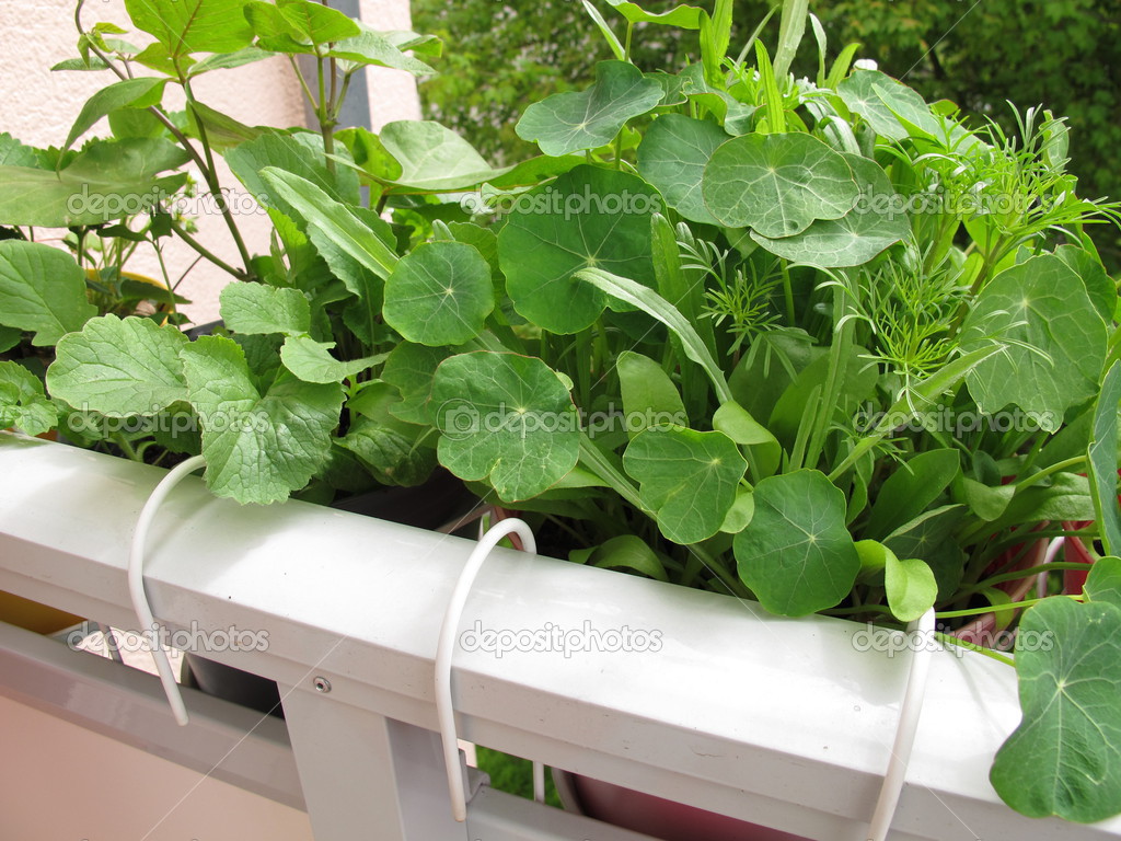 Kapuzinerkresse in Blumentöpfe auf Balkon — Stockfoto © HeikeRau ... Kapuzinerkresse in Blumentöpfe auf Balkon — Stockfoto © HeikeRau ...