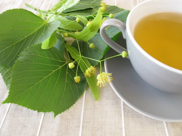 Linden flowers tea — Stock Photo, Image