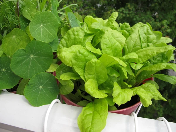 Green chard in flowerpot on balcony — Stock Photo, Image