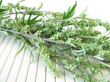Bouquet of mugwort