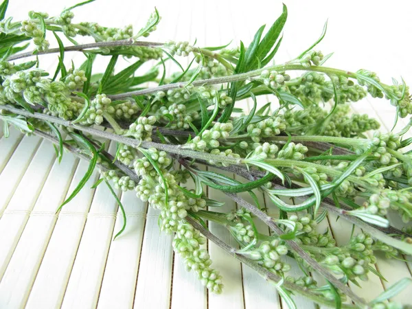 Bouquet of mugwort — Stock Photo, Image