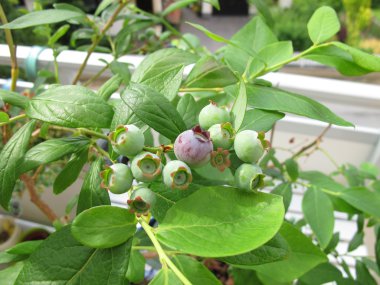 balkon saksı içinde yaban mersini
