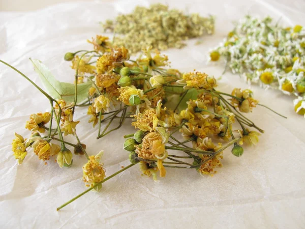 Flor de camomila, flor de sabugueiro e flor de tília secagem em papel branco — Fotografia de Stock